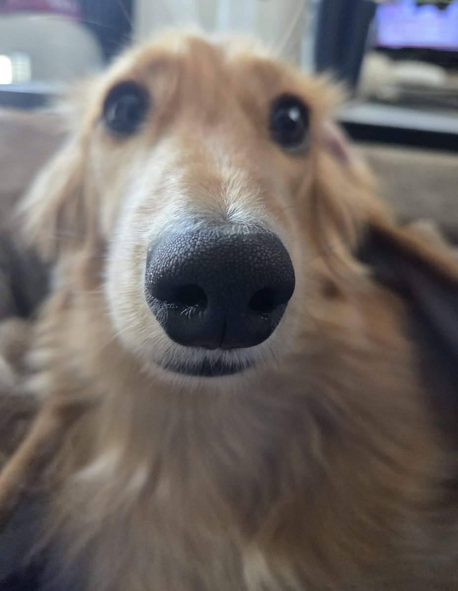 リ～くん歩くよ～…ﾄﾎﾞﾄﾎﾞ tweet media