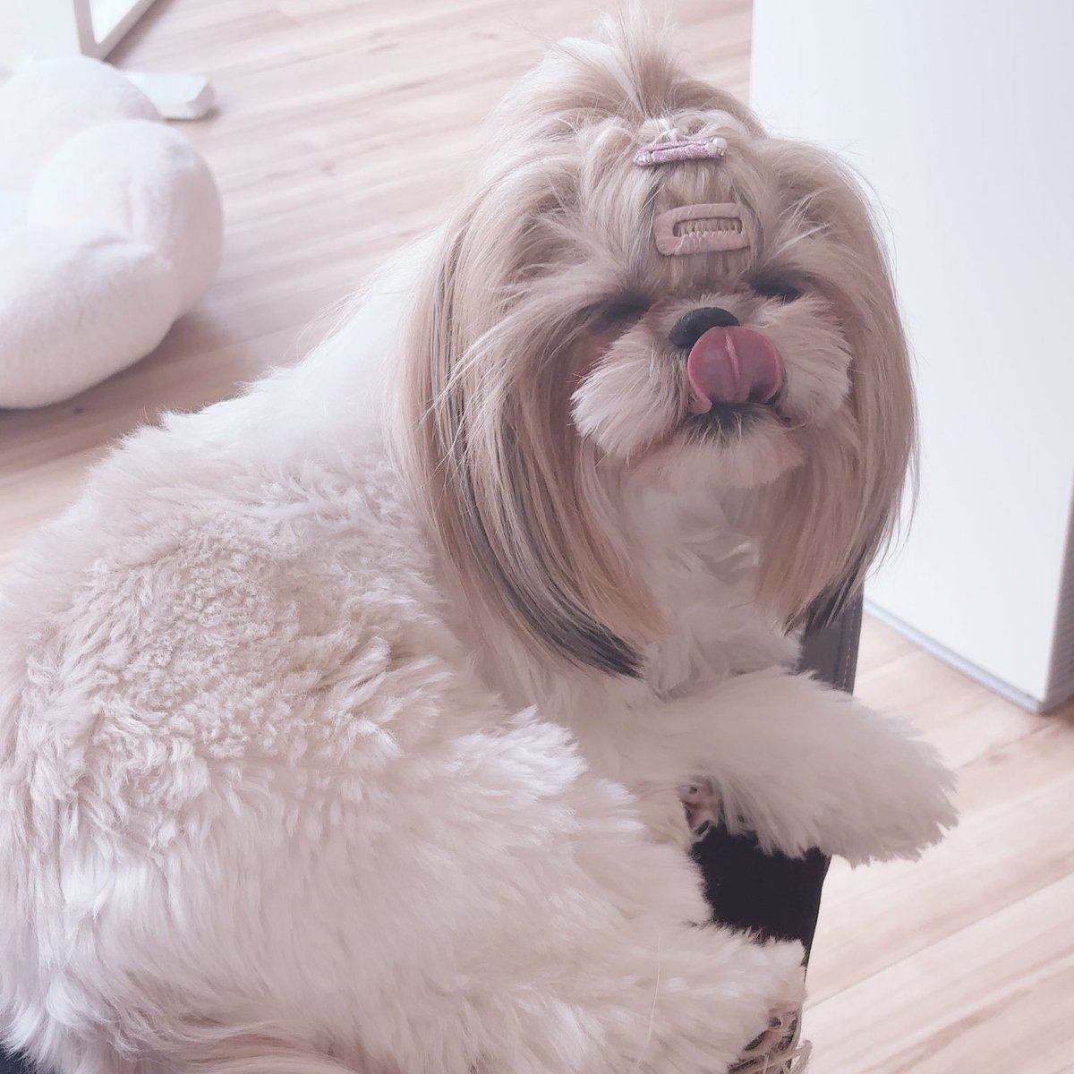 みもりあいの🐶🎀 tweet media