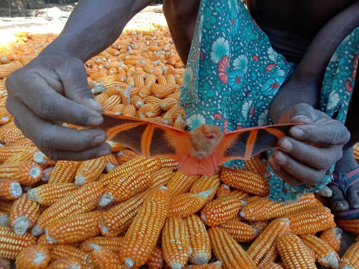 다이애나 tweet media