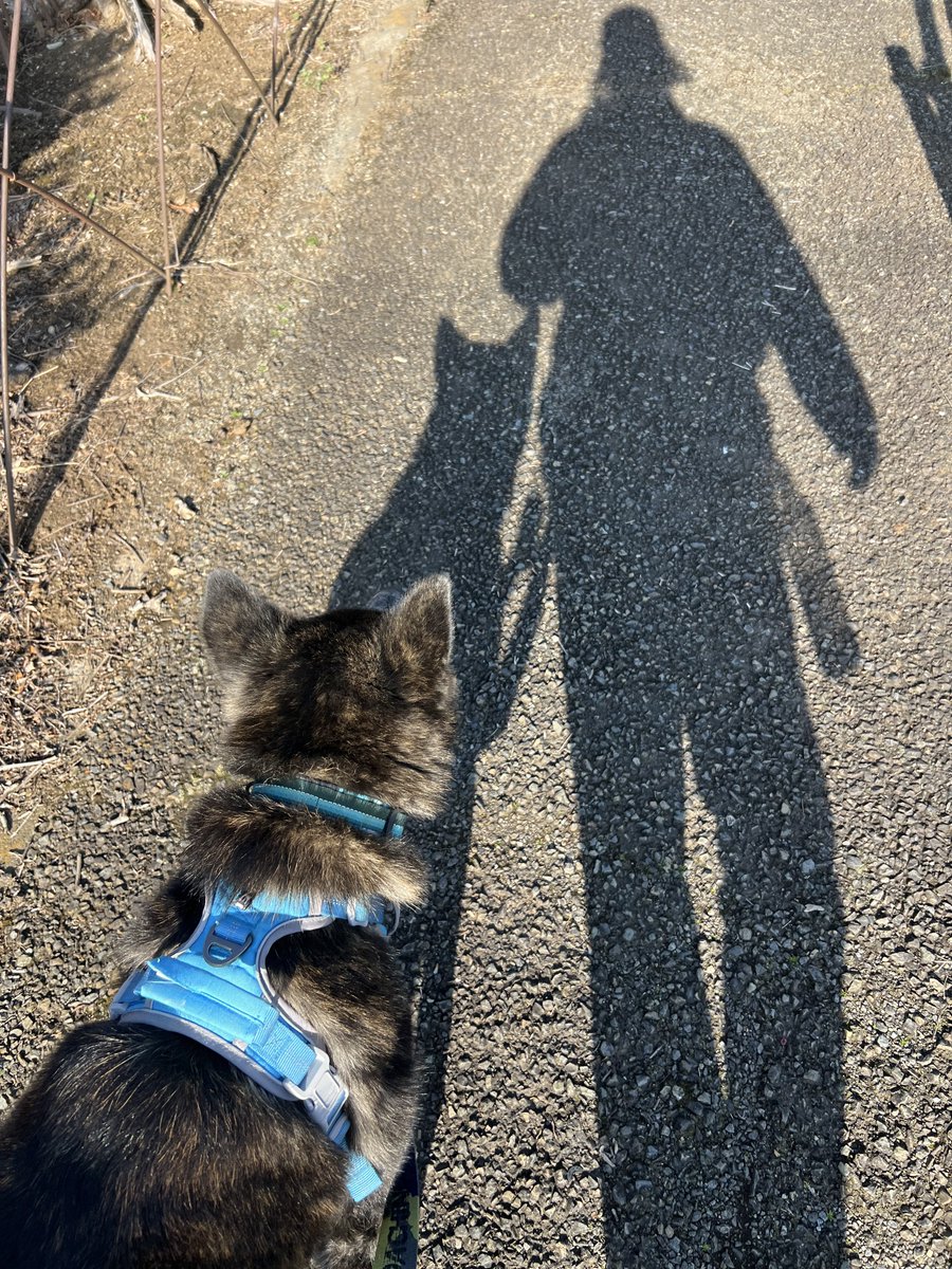 Yuuki@秋田犬しの tweet media