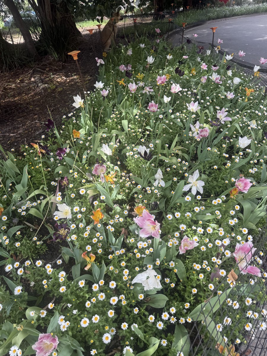 benarent tweet media