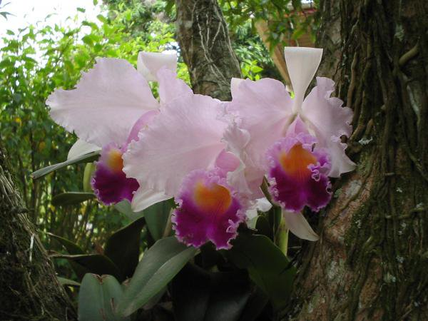 Historia de Colombia tweet media