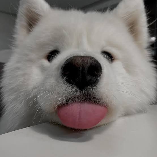 🍪🍦 tweet media