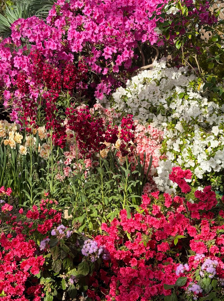 Ricky 🫑🍵 tweet media