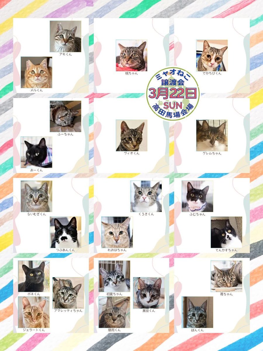 ミャオ！ねこのおうち【譲渡会・東京】 tweet media