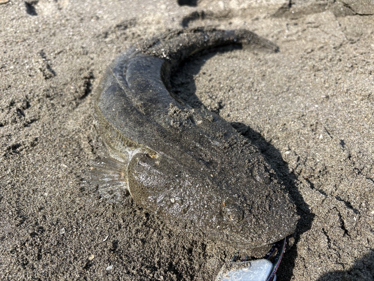 葉藏(減量中) tweet media