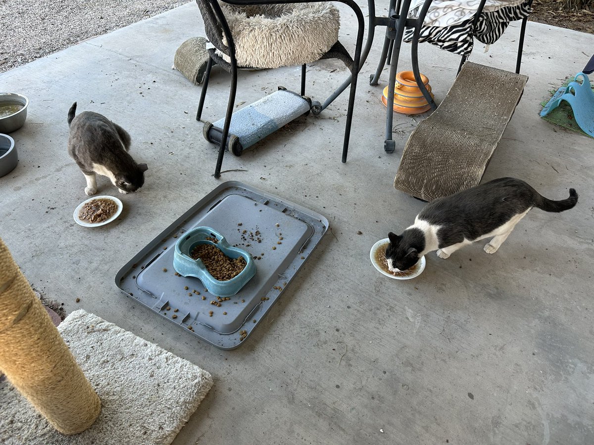 Gus, Echo, & 🌈Tycho (kats2kitties on ig) tweet media