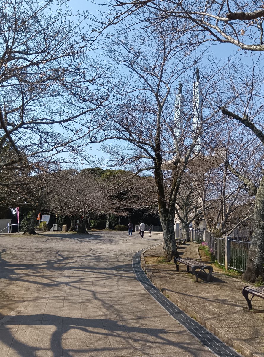 桜の開花状況】 太田山公園桜の広場の開花情報をお伝えします。 本日