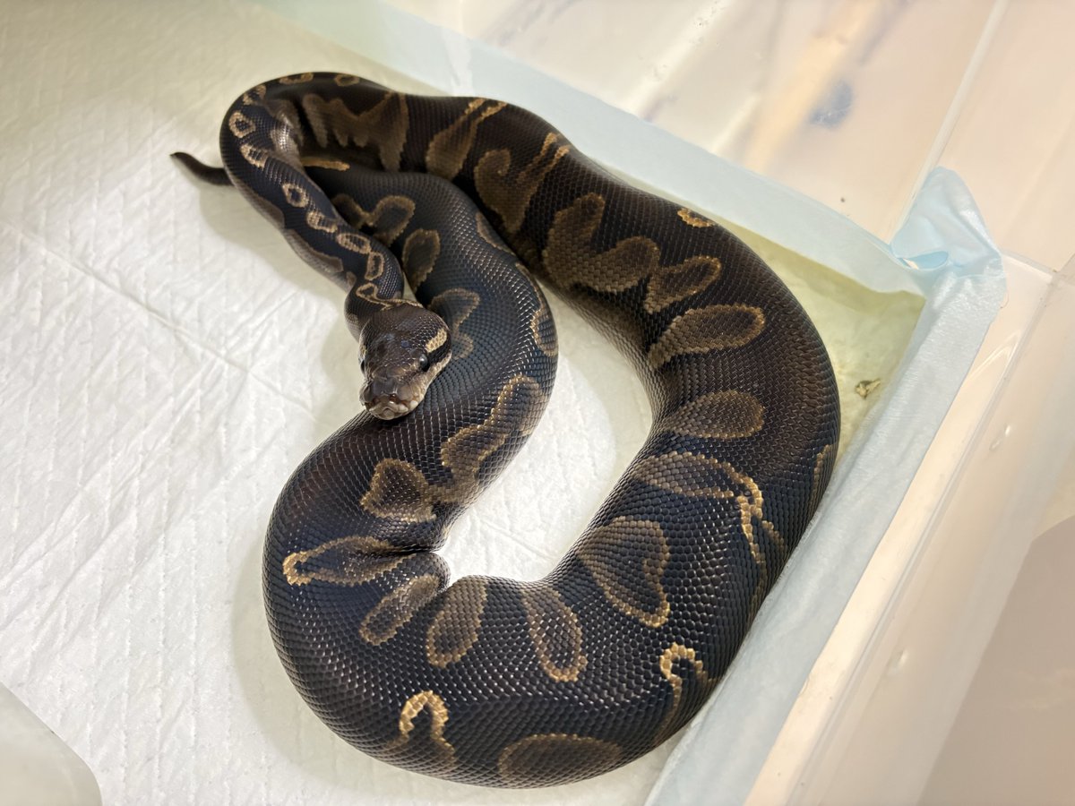 AF_SoRA@ルート tweet media