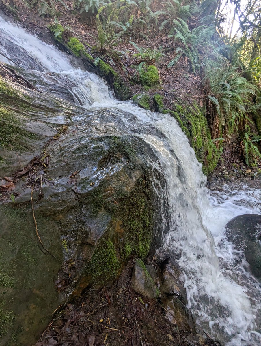 M A G N U S🌲⭐ tweet media