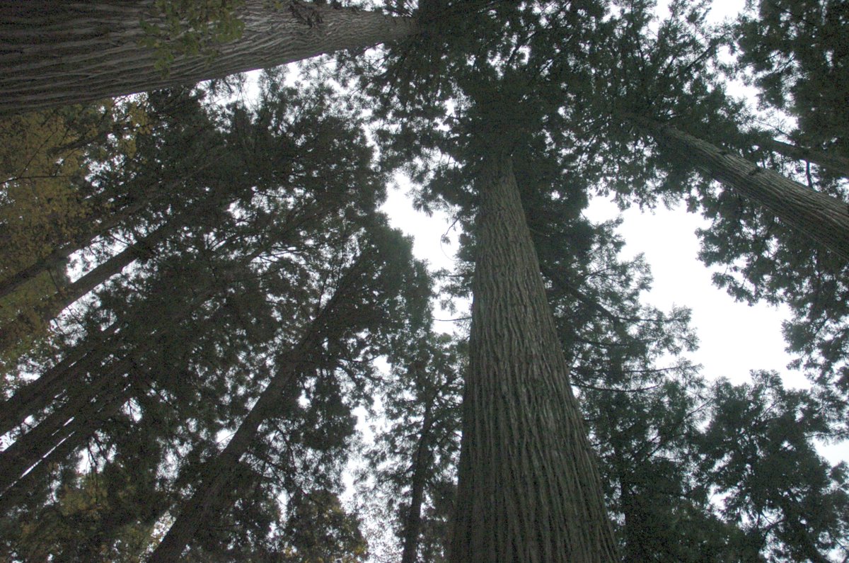 33miura's tweet image. 立石寺
 
#Cameras
#Leica
#NIKON