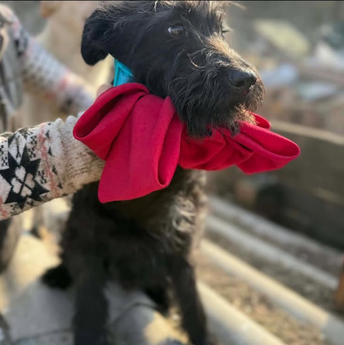 Господаря забрали ТЦК і патруль привез Йосю до притулку. Його дуже ображають інші собачки, терміново шукає сім’ю. Вік 1 рік, вага 8 кг
Київ
☎️0973936468