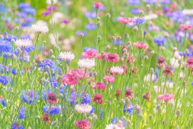 泉怜緒Leo Izumi🕊️ tweet media