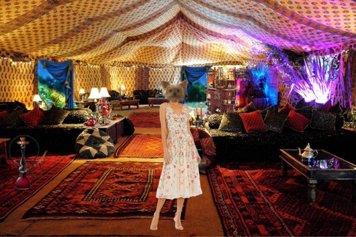 Foreveryorkiepups 🌻🧸🩶 tweet media