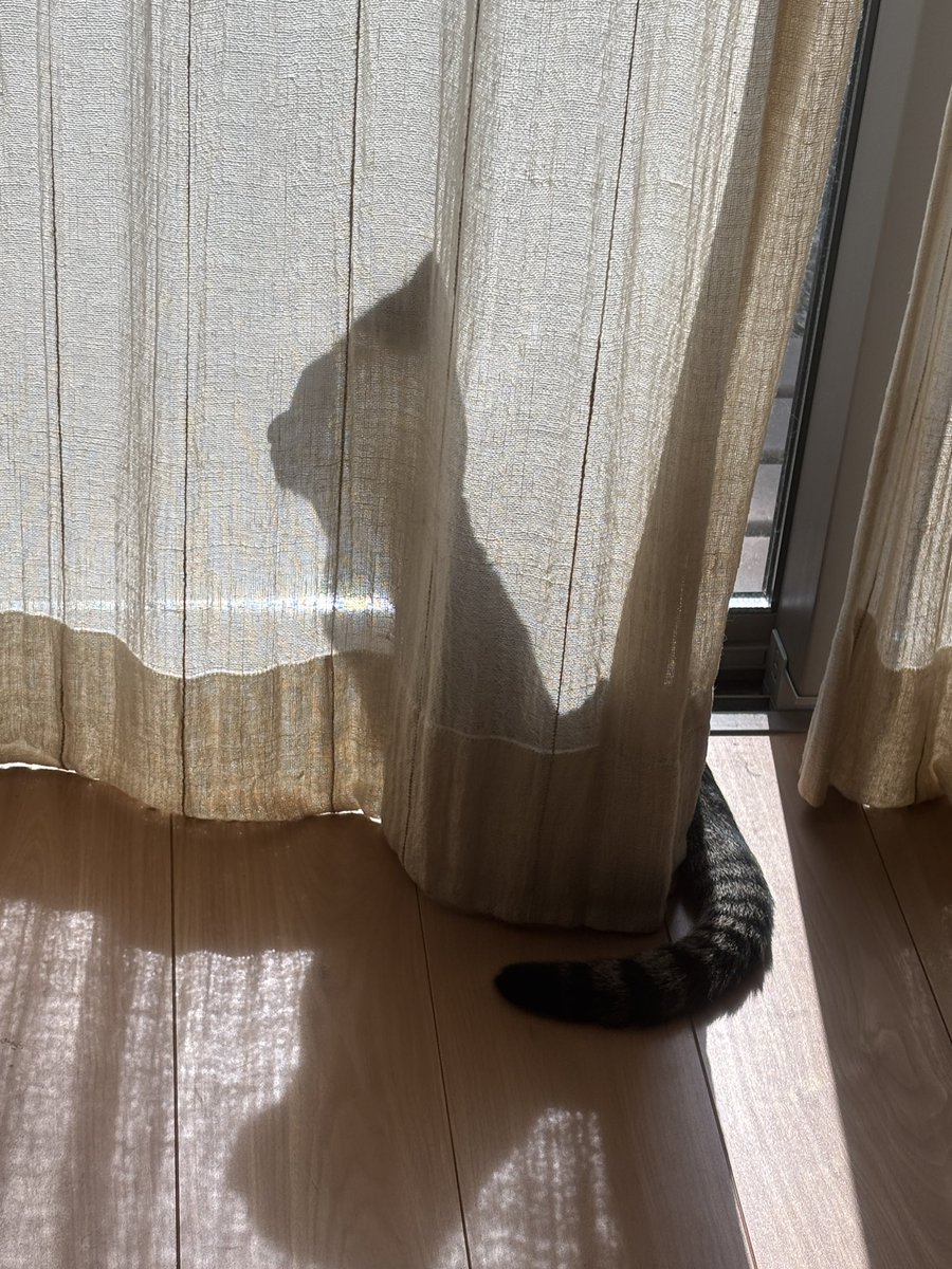 日向ぼっこ猫🐱🐈