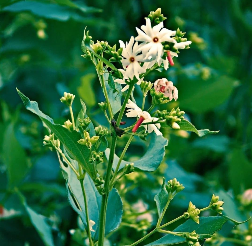 varshabts999's tweet photo. Stunning white flowers with a pop of red in the center 🌸✨ #NatureLovers #FloralBeauty #Botany #Wildflowers #GreenThumb #InstaNature #FlowerPhotography #PlantLife #NatureVibes #FutureTalk #CELACÁFRICA2026 #Peaceworld https://t.co/N1vNsAmfYm