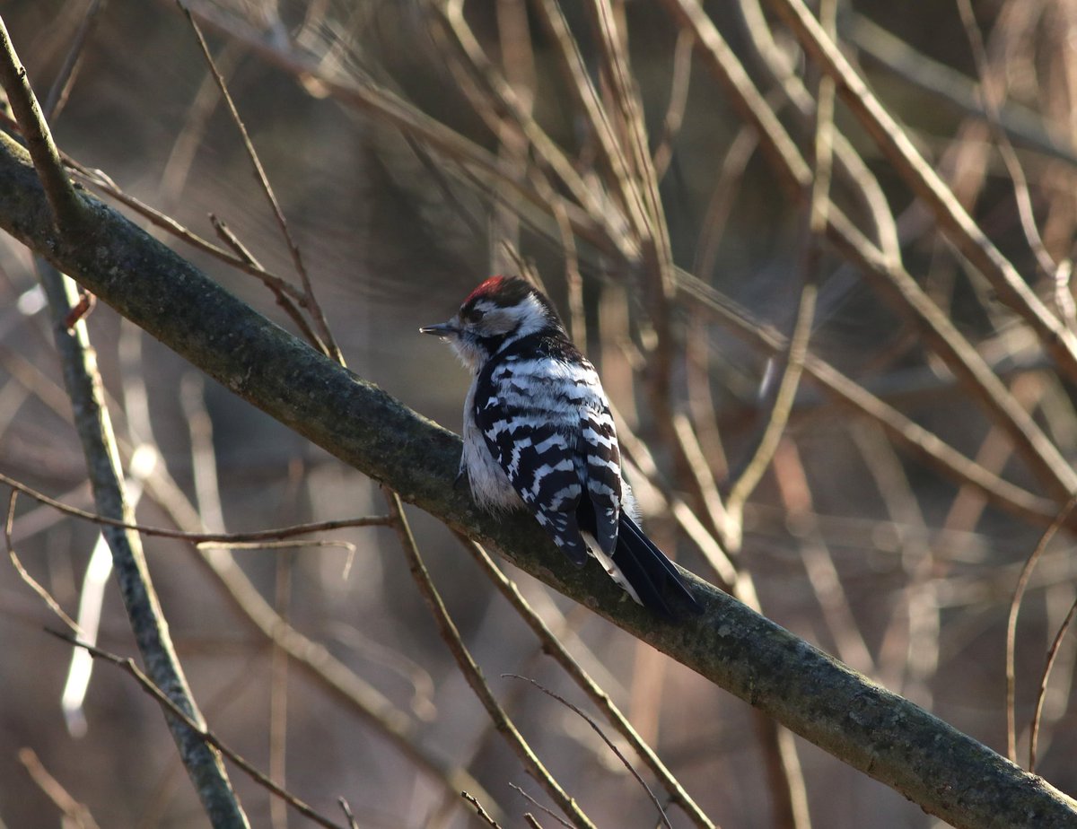 irys ꏍ bird oomf tweet media