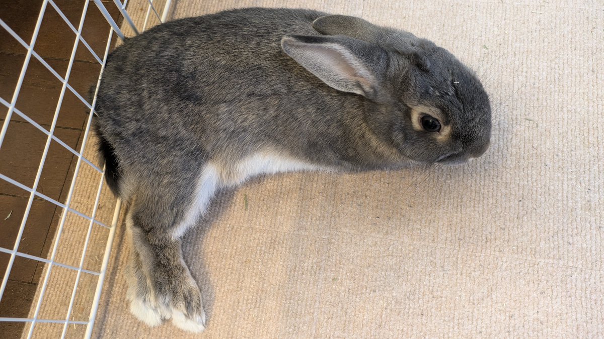 めいけん だっしー(ひざのもと) tweet media