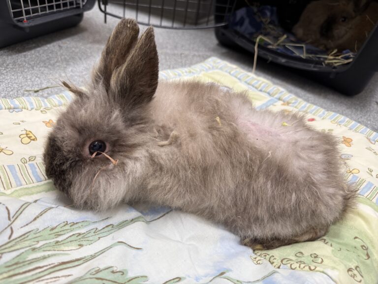 Guelph Lost Pets tweet media