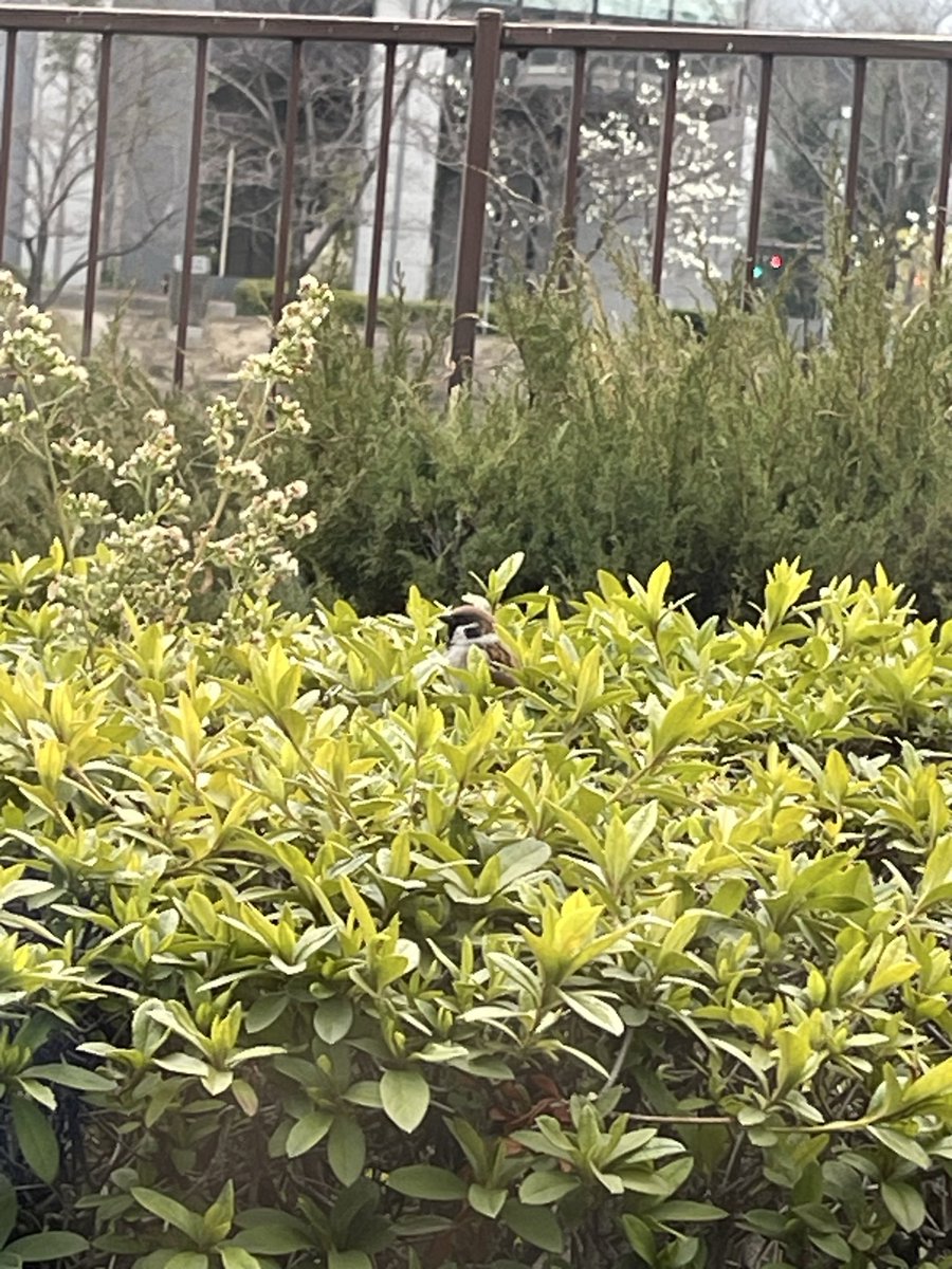 ぴょこん