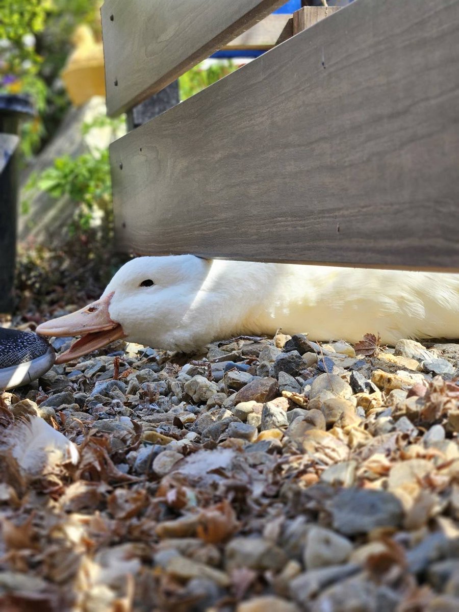 らむね🌱お菓子と鳥 tweet media