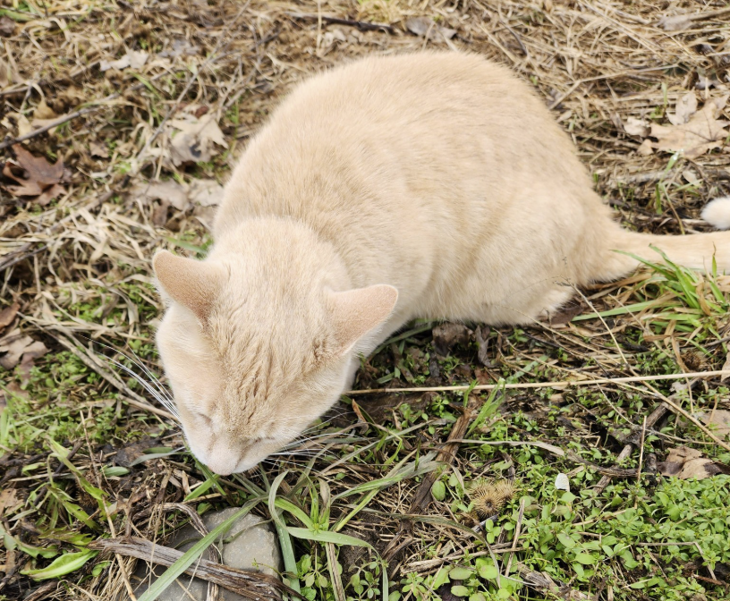 Guelph Lost Pets tweet media