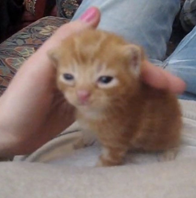 Punch Cat tweet media