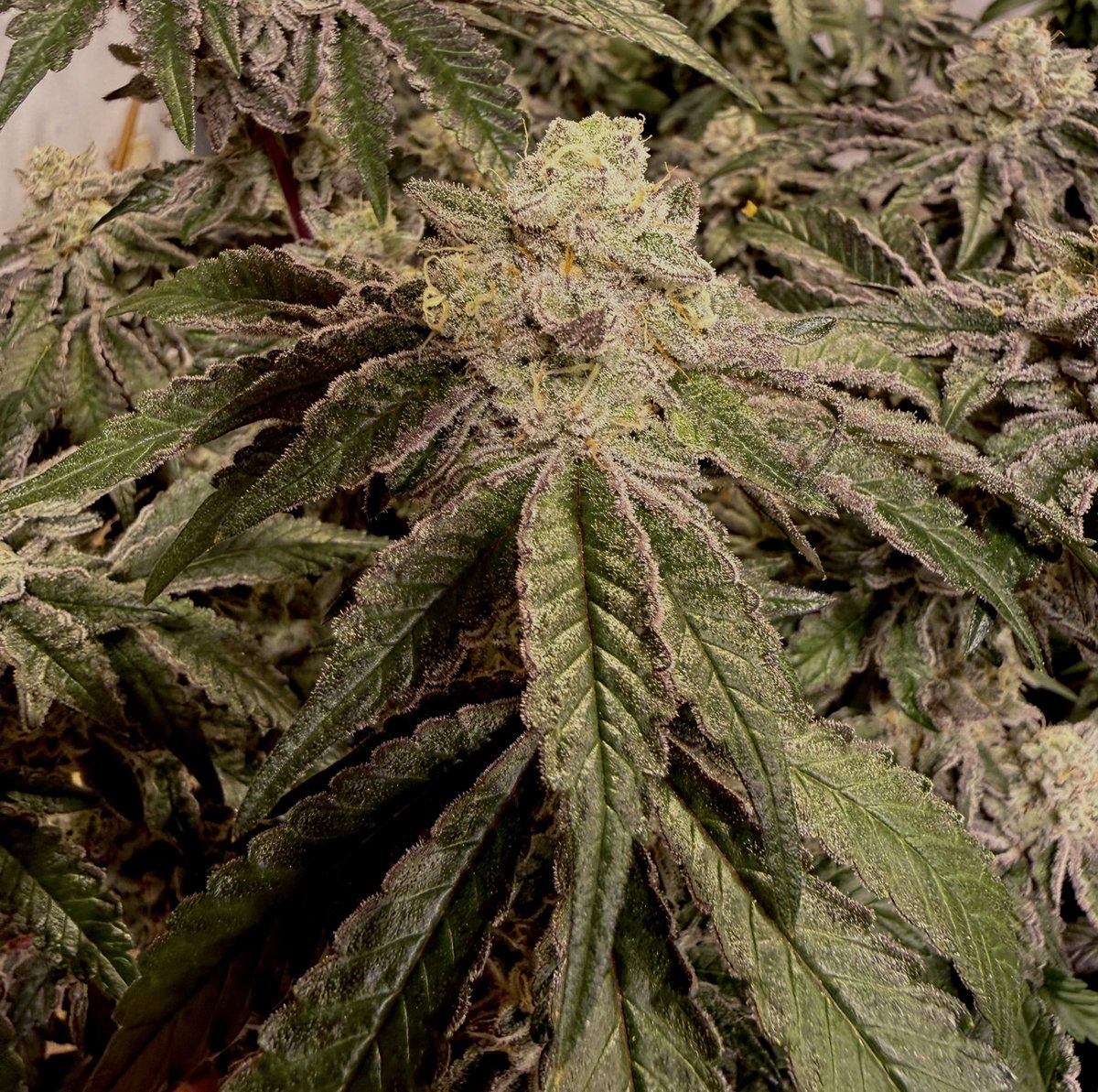 LCC Karl tweet media