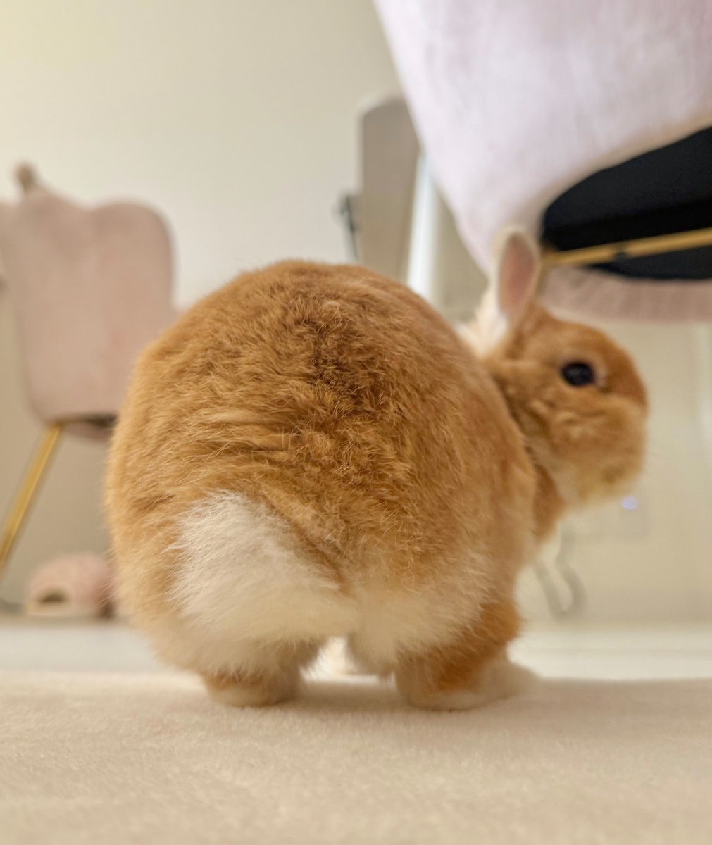 おもち tweet media