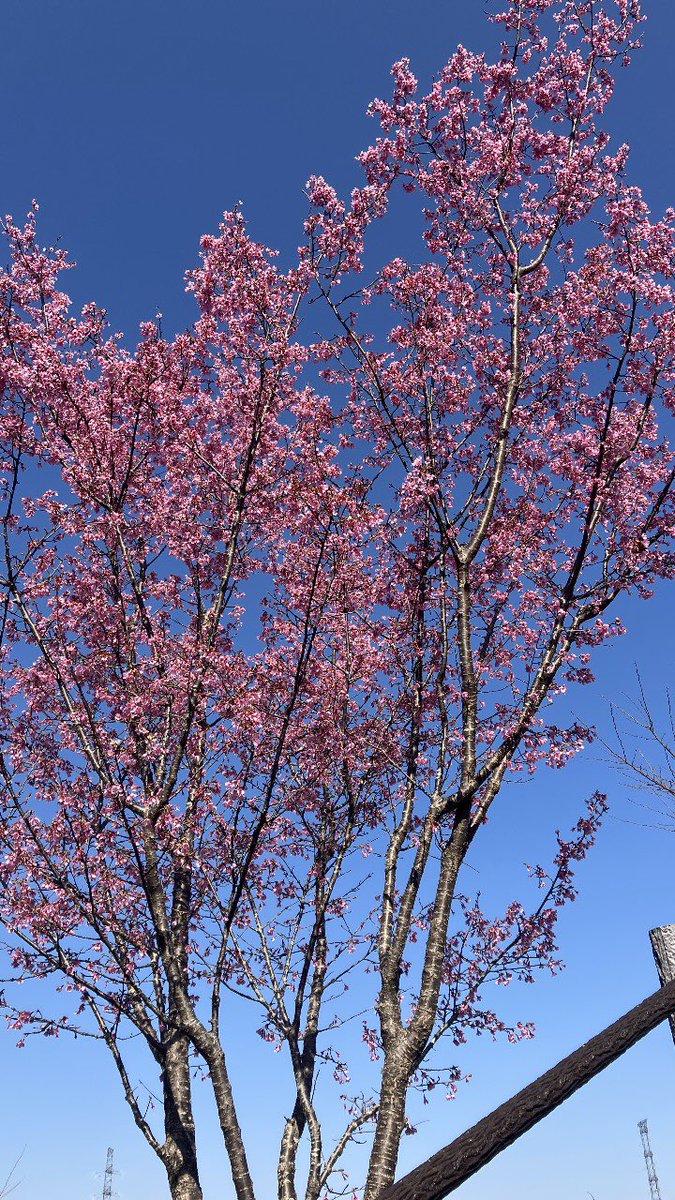 森のくまさん tweet media