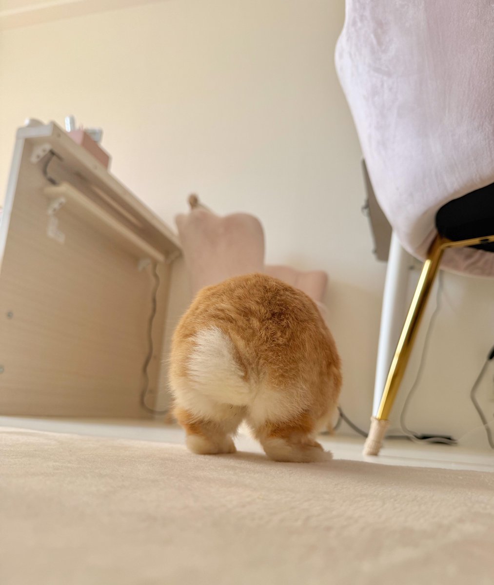 おもち tweet media