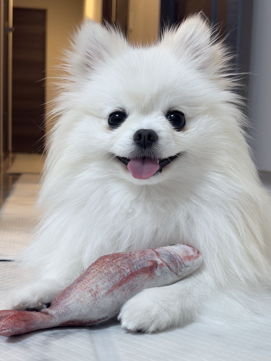 たぶん犬＊てちメト tweet media