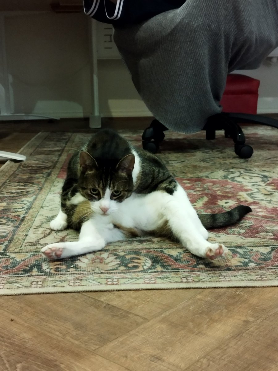 Siblings of Scruffkit tweet media