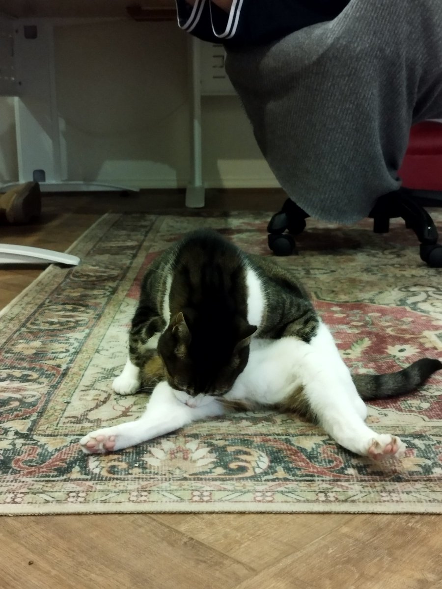 Siblings of Scruffkit tweet media