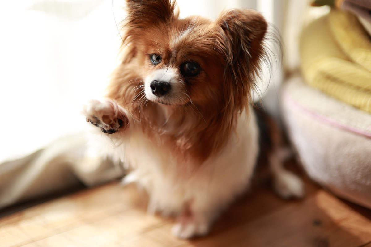 fe100percent's tweet photo. おはようございます☀
お腹が空いて、ご飯の催促をしています❢

#パピヨン
#犬のいる暮らし 
#犬好きな人と繋がりたい 
#写真好きな人と繋がりがたい 
#eosr6
#rf45mmf12stm https://t.co/6mc6V2yRsr
