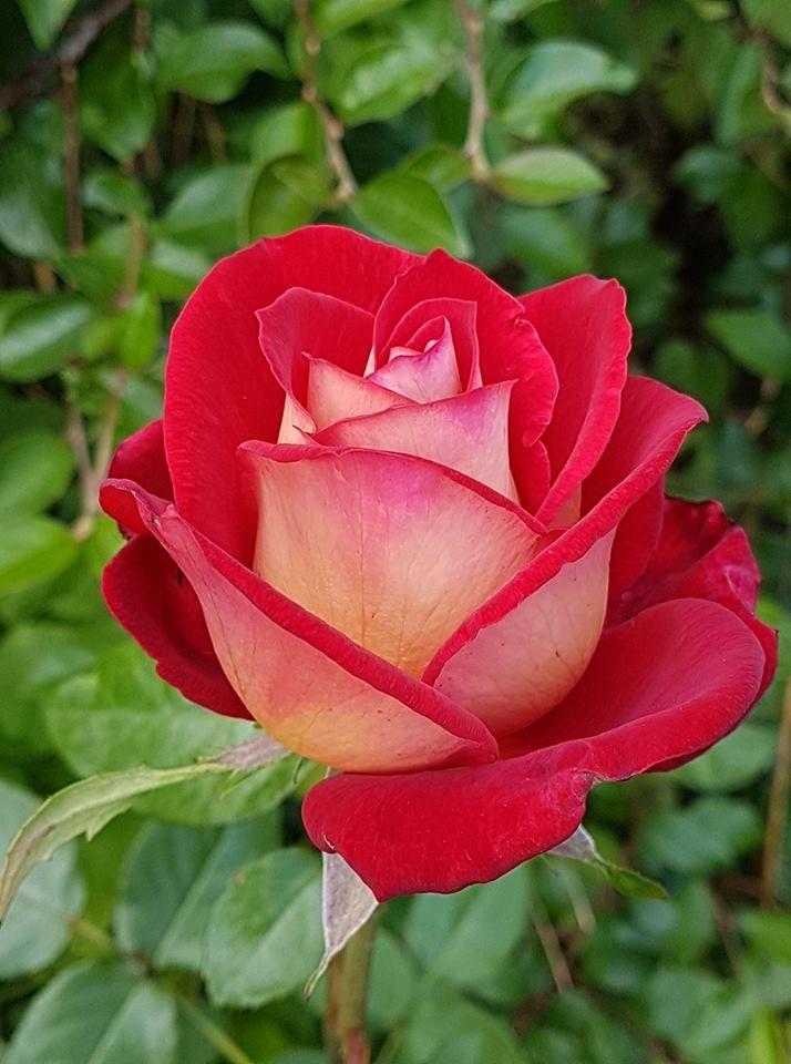 Treceve Mesie tweet media