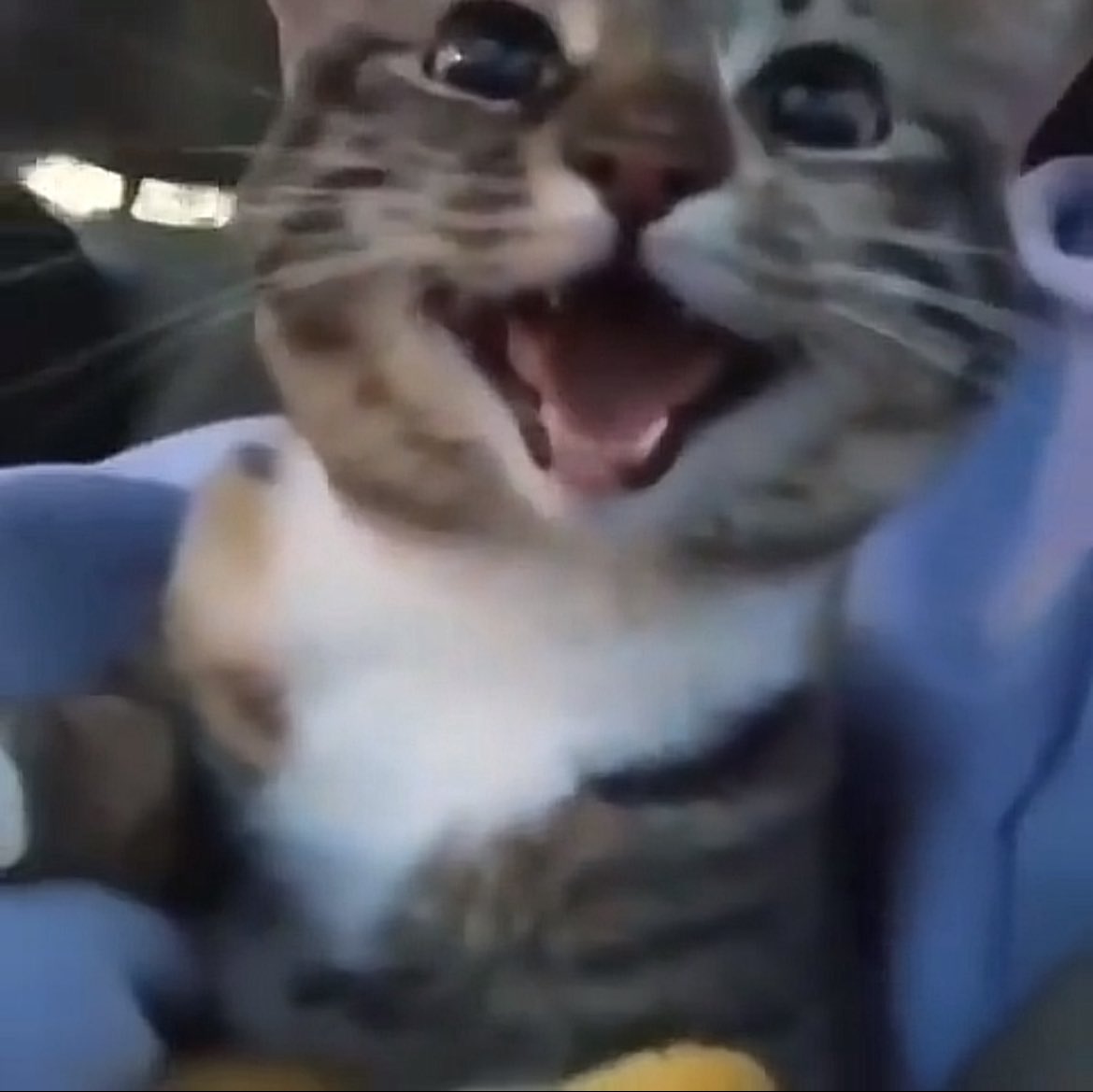 المثنى tweet media