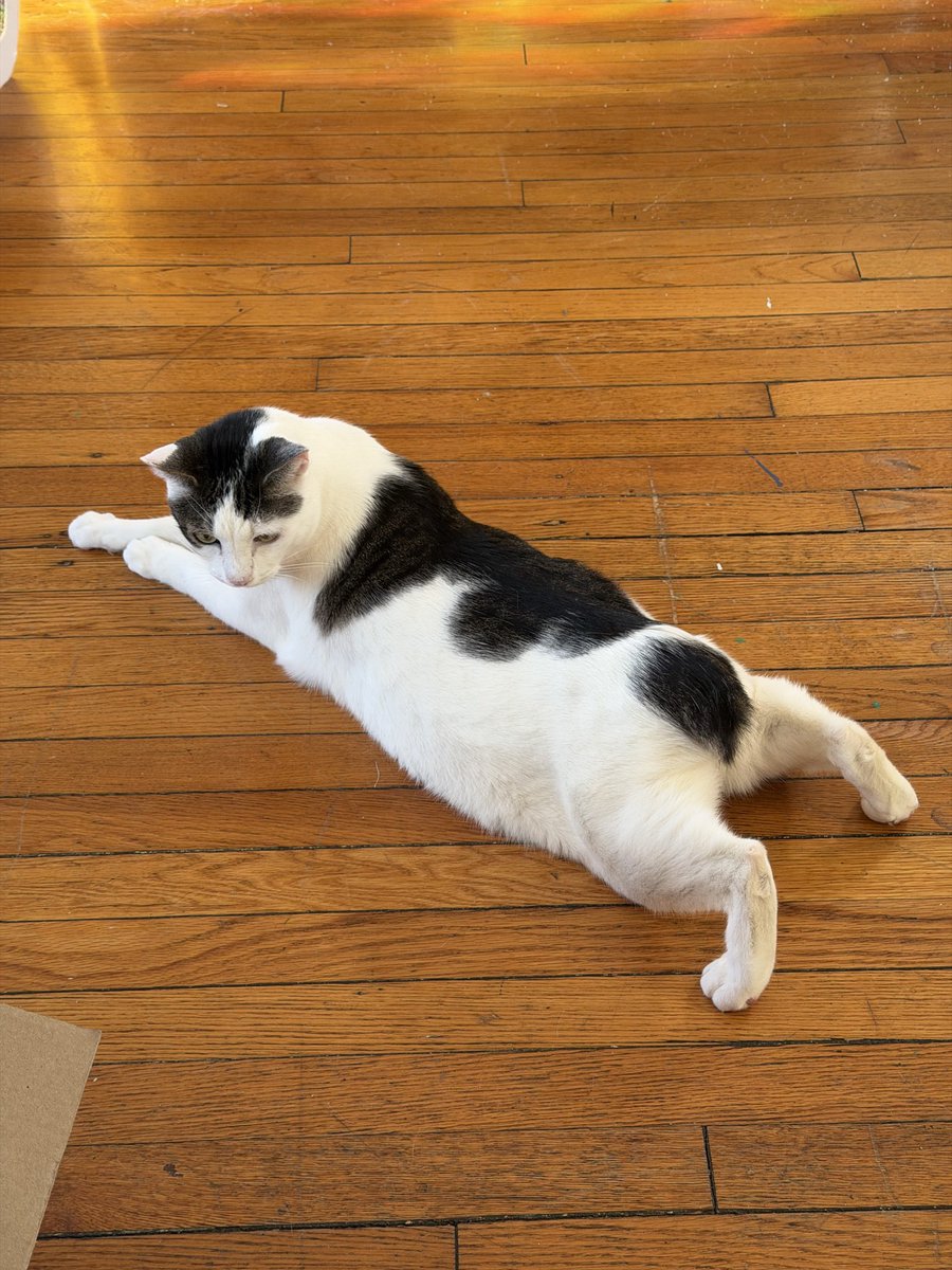 Macklemore the Cat tweet media