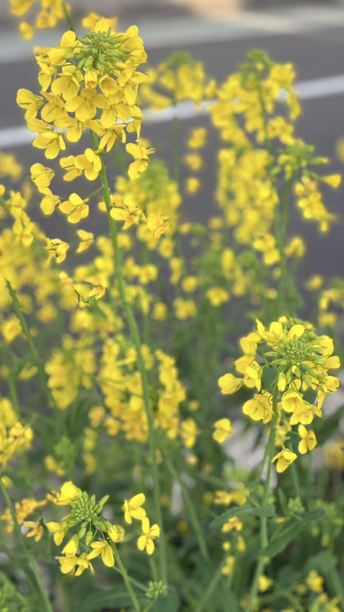 金菜亭®︎のアニー＠西荻窪 tweet media