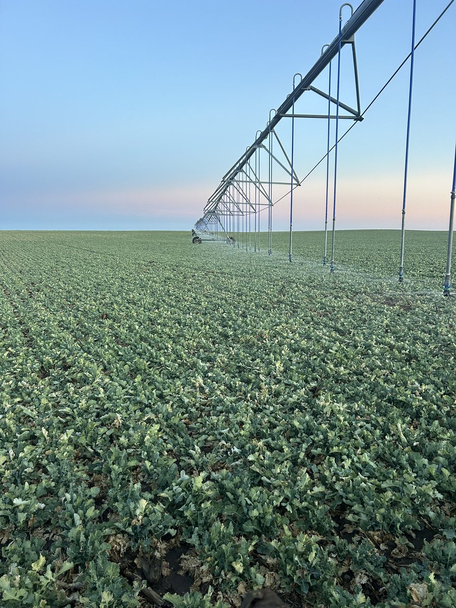 Alex Millershaski tweet media