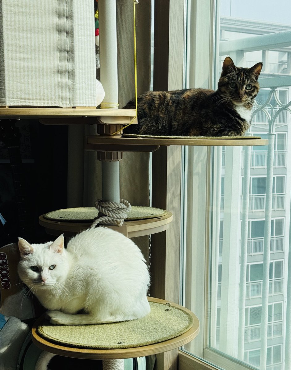 간만에 함께 캣타워에 있는
우리집 복숭아자매 ㅎㅎㅎ