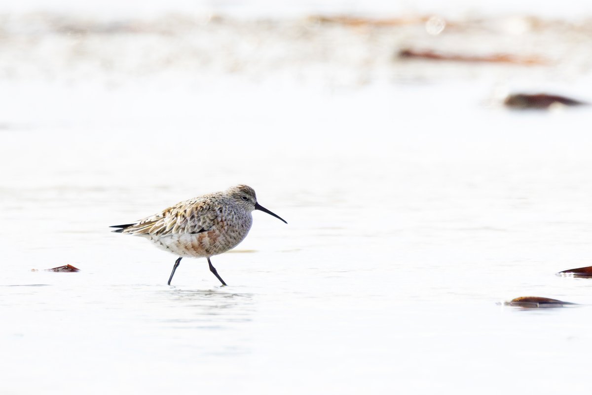 A curlew sandpiper way out on the mud flats at Bald Hill Beach.
Listed as critically endangered in Australia.
Safe travels, little buddy. I hope the water quality is better when you return in spring.
