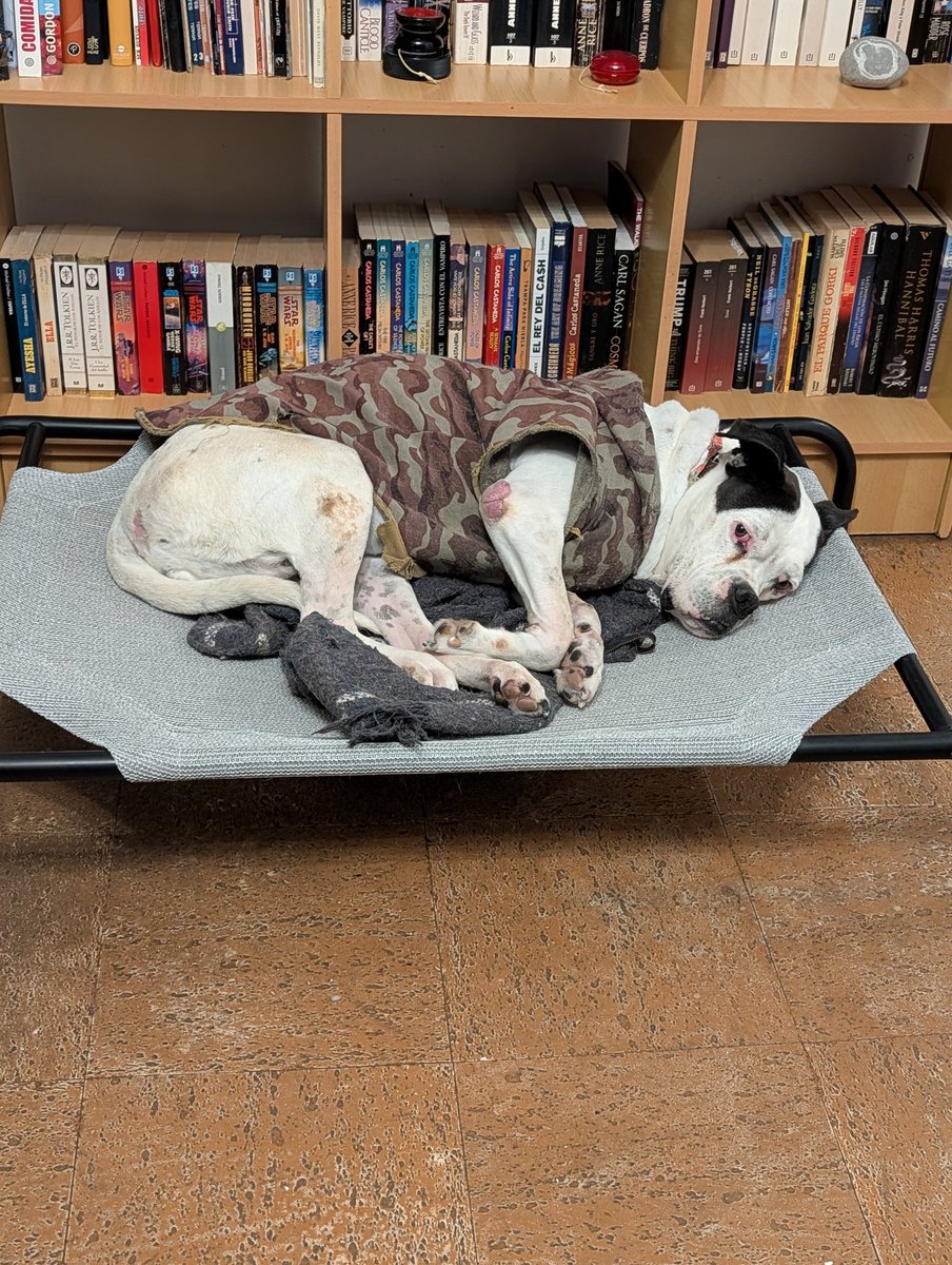 El Troll Ebus tweet media