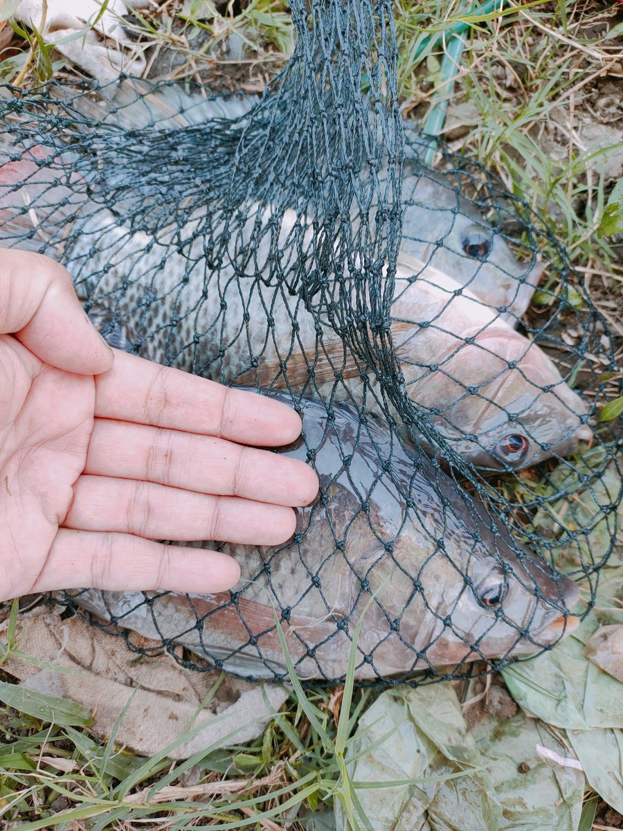 roti pirgin tweet media