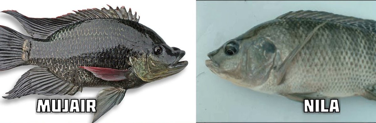 roti pirgin tweet media