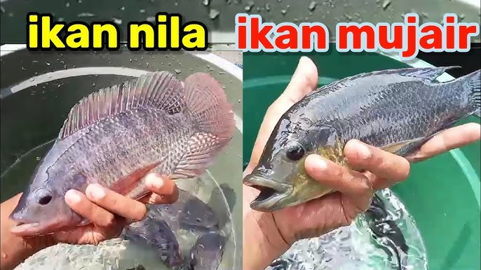 roti pirgin tweet media