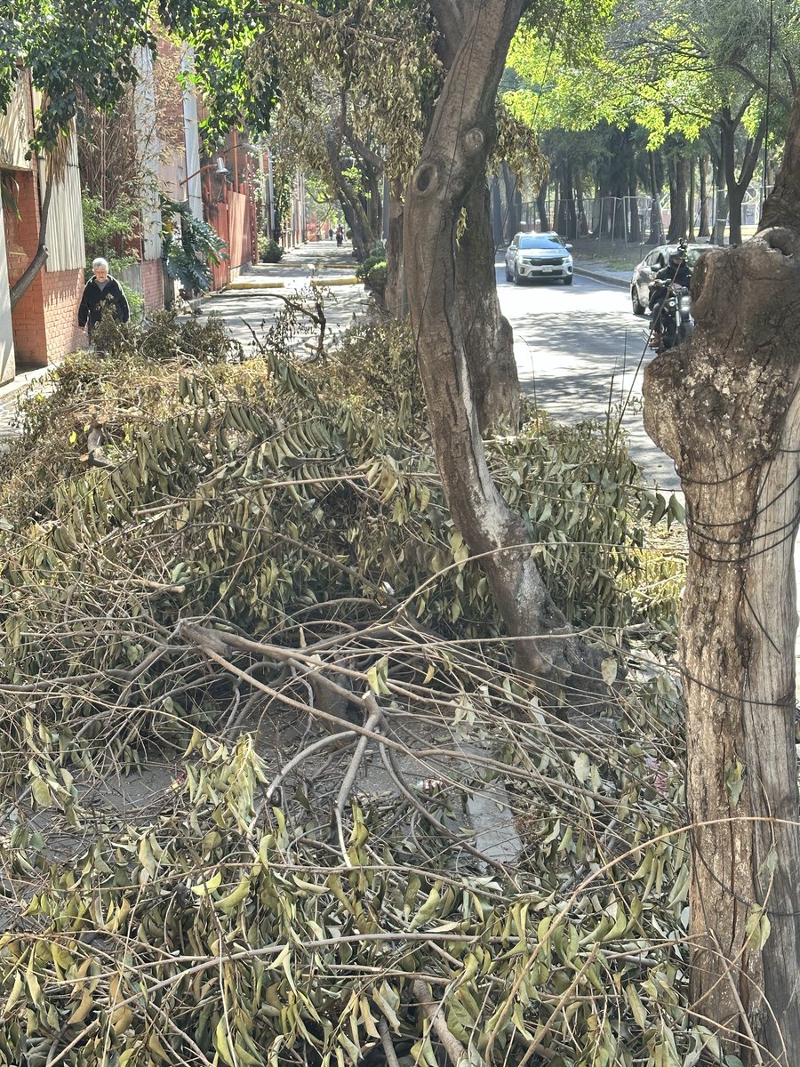 EscEm5501's tweet photo. @TuAlcaldiaGAM @CFEmx @UCS_GCDMX Hace una semana vino CFE y dejó todas las ramas tiradas sobre Av. Othon de Mendizabal 125, alcaldía GAM, 07710. Favor de llevarse el desecho de la poda ya que la gente no puede caminar sobre la banqueta y es un foco de infección por basura. https://t.co/rYZRWrc5s9