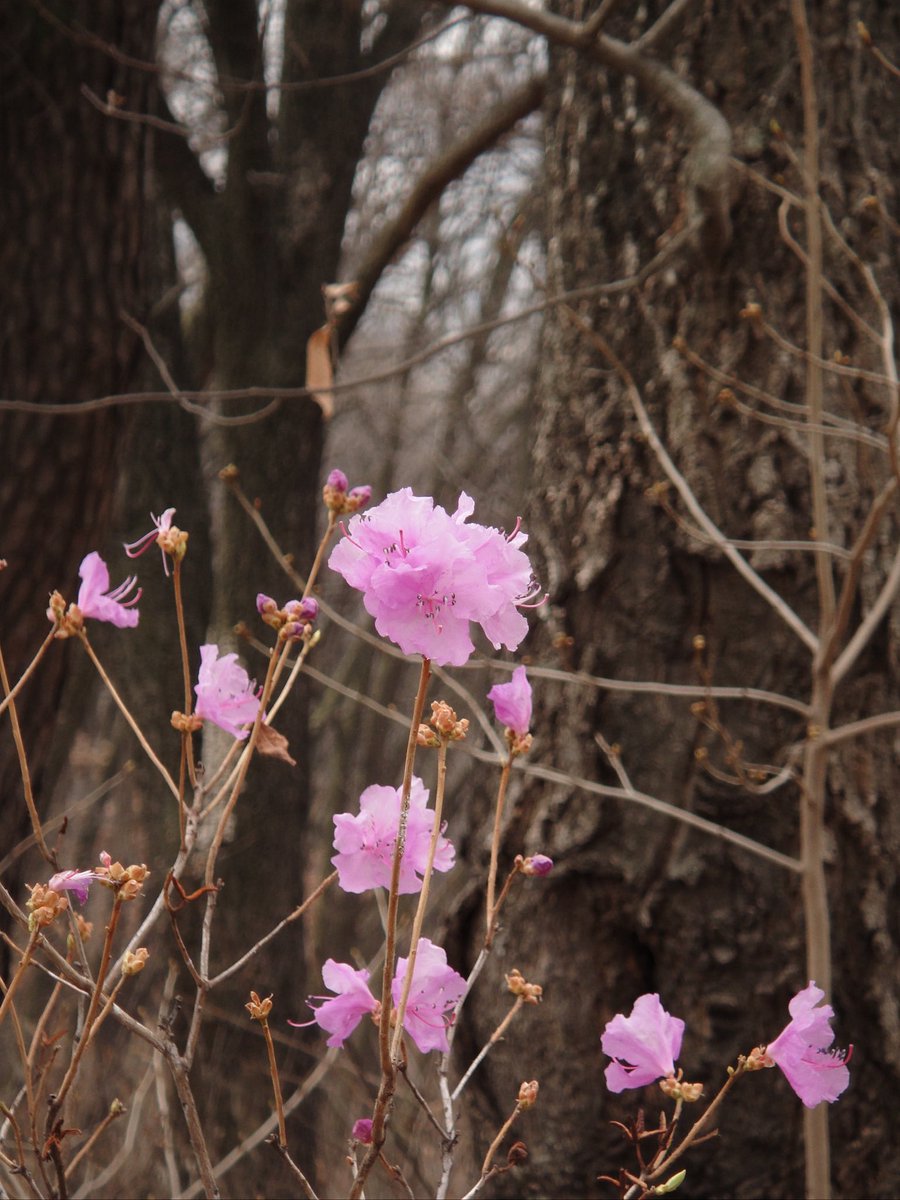 백설기콩떡🍮🍨 tweet media