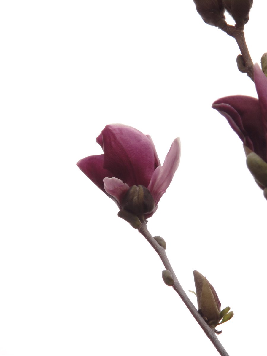 백설기콩떡🍮🍨 tweet media