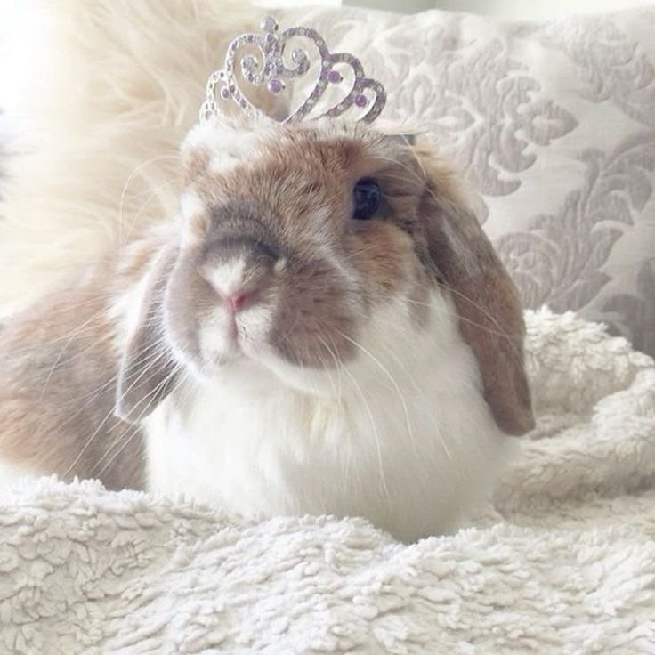 siena victoria 𐙚 ̊ ⋆. tweet media